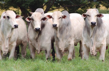 EXPOMEAT 2021 - lll Feira Internacional da Indústria de Processamento de Proteína Animal e Vegetal O salto na cotação da arroba do boi gordo e exigências cada vez maiores por eficiência operacional e ambiental têm...