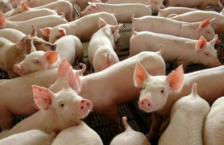 EXPOMEAT 2022 - lll Feira Internacional da Indústria de Processamento de Proteína Animal e Vegetal A Estatística da Produção Pecuária, divulgada hoje (18) pelo IBGE mostra que, em 2020, o abate de suínos seguiu...