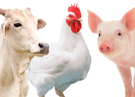 EXPOMEAT 2023 - IV Feira Internacional da Indústria de Processamento de Proteína Animal e Vegetal O Instituto de Pesquisa Econômica Aplicada (Ipea) divulgou, nesta terça-feira (23), a nova projeção do valor adicionado...
