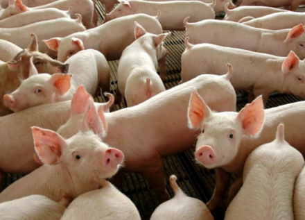 EXPOMEAT 2022 - lll Feira Internacional da Indústria de Processamento de Proteína Animal e Vegetal Depois do fraco ritmo de negócios ao longo de março, as vendas da carne suína e, consequentemente, a demanda por novos lotes...