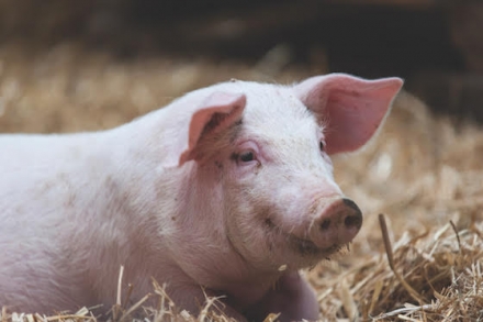 EXPOMEAT 2021 - lll Feira Internacional da Indústria de Processamento de Proteína Animal e Vegetal Conheça outras notícias do setor: www.carnetec.com.br A partir de maio, o Ministério da Agricultura, Pecuária e...