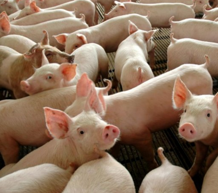 EXPOMEAT 2023 - IV Feira Internacional da Indústria de Processamento de Proteína Animal e Vegetal A produção brasileira de carne suína cresceu mais de 10% em 2020, no comparativo com o ano anterior, fechando com um volume...