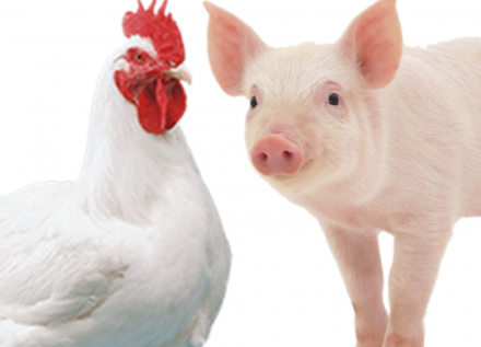 EXPOMEAT 2021 - lll Feira Internacional da Indústria de Processamento de Proteína Animal e Vegetal No primeiro trimestre de 2021, o abate de suínos alcançou 12,53 milhões de cabeças. O número representa um...