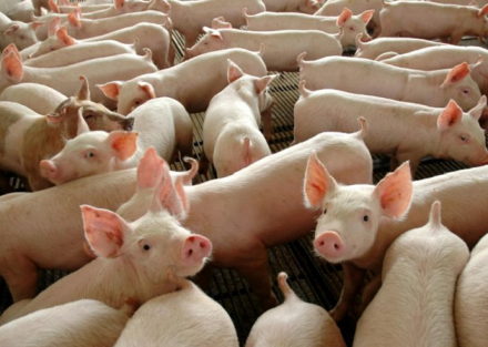 EXPOMEAT 2021 - lll Feira Internacional da Indústria de Processamento de Proteína Animal e Vegetal Maior produtor nacional de carne suína, Santa Catarina mantém crescimento nas exportações e amplia em 54% o...