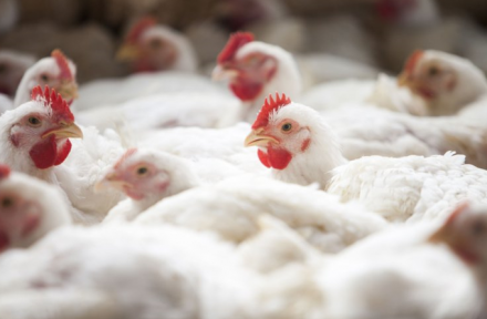 EXPOMEAT 2022 - lll Feira Internacional da Indústria de Processamento de Proteína Animal e Vegetal Dados da FAO apontam que nos 10 anos decorridos entre 2010 e 2019 as exportações mundiais de carne de frango in natura totalizaram...