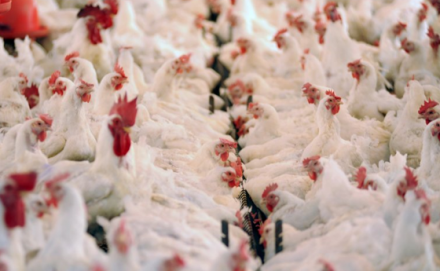 EXPOMEAT 2021 - lll Feira Internacional da Indústria de Processamento de Proteína Animal e Vegetal Os resultados das exportações de carne de frango in natura da primeira semana de junho subvertem, pois superam, todo e qualquer...