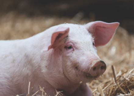 EXPOMEAT 2022 - lll Feira Internacional da Indústria de Processamento de Proteína Animal e Vegetal Por meio da Portaria nº 341, a Secretaria de Defesa Agropecuária, do Ministério da Agricultura, Pecuária e Abastecimento...