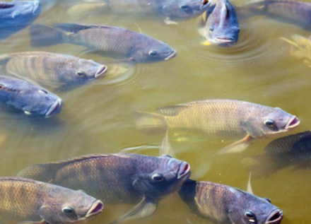 EXPOMEAT 2022 - lll Feira Internacional da Indústria de Processamento de Proteína Animal e Vegetal A Associação Brasileira da Piscicultura (Peixe BR) evolui nas negociações com a Agência Brasileira de...
