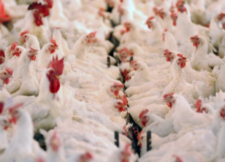 EXPOMEAT 2022 - lll Feira Internacional da Indústria de Processamento de Proteína Animal e Vegetal Partindo de um volume estimado em, aproximadamente, 14,8 milhões de toneladas em 2021, a Secretaria de Política Agrícola...