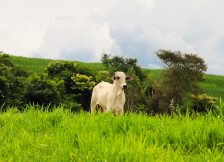 EXPOMEAT 2022 - lll Feira Internacional da Indústria de Processamento de Proteína Animal e Vegetal A Marfrig lançará em agosto um sistema que usa blockchain para ampliar o monitoramento de fornecedores de gado e para...