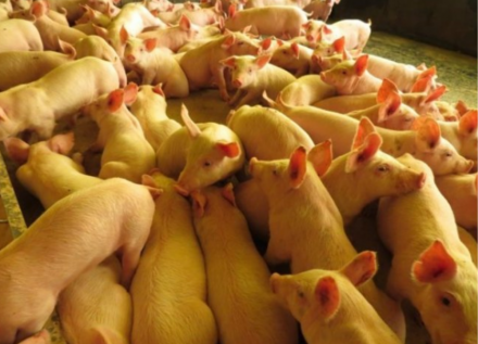 EXPOMEAT 2022 - lll Feira Internacional da Indústria de Processamento de Proteína Animal e Vegetal Principal produtor e exportador de carne suína do Brasil, Santa Catarina segue ampliando sua presença no mercado internacional. Em...