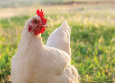 EXPOMEAT 2022 - lll Feira Internacional da Indústria de Processamento de Proteína Animal e Vegetal A Rio Branco Alimentos, dona da Pif Paf, está trabalhando em um modelo de governança para ampliar práticas de bem-estar...