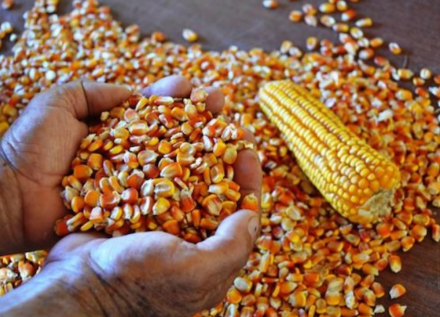 EXPOMEAT 2022 - lll Feira Internacional da Indústria de Processamento de Proteína Animal e Vegetal Os leilões públicos de compra ou de remoção de estoque de milho realizados pela Companhia Nacional de Abastecimento...