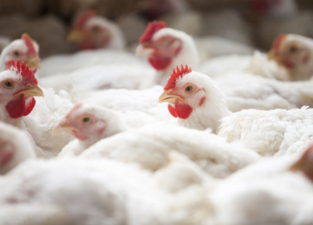 EXPOMEAT 2022 - lll Feira Internacional da Indústria de Processamento de Proteína Animal e Vegetal No 2º trimestre de 2021, foram abatidas 1,52 bilhão de cabeças de frangos, representando aumento de 7,8% em...