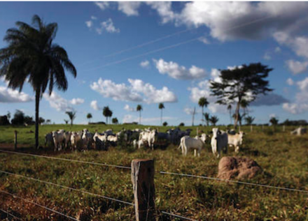 EXPOMEAT 2022 - lll Feira Internacional da Indústria de Processamento de Proteína Animal e Vegetal A Agência Brasileira de Promoção de Exportações e Investimentos (Apex-Brasil) lançou na...