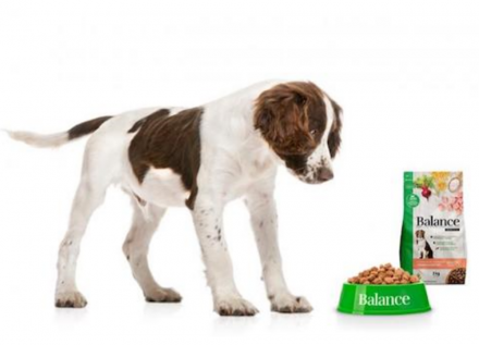 EXPOMEAT 2022 - lll Feira Internacional da Indústria de Processamento de Proteína Animal e Vegetal A BRF informou na segunda-feira (20) que ampliou a produção de pet food no Paraná em 100% neste ano com investimentos na...