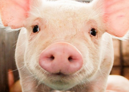 EXPOMEAT 2022 - lll Feira Internacional da Indústria de Processamento de Proteína Animal e Vegetal A pesquisa de abate trimestral de suínos realizada pelo IBGE oriundos de estabelecimentos sob inspeção sanitária...