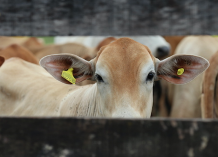 EXPOMEAT 2022 - lll Feira Internacional da Indústria de Processamento de Proteína Animal e Vegetal A cadeia produtiva de carne bovina do Brasil vive momentos bem distintos em 2021. Uma performance crescente no volume e faturamento dentro do...